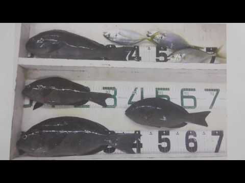 40センチオーバーグレ（メジナ）を釣った時の検証　　季節による違い