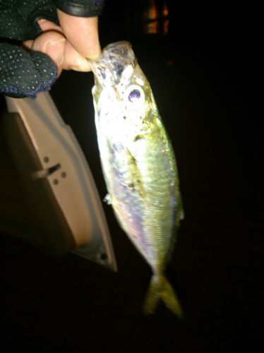 初心者パパアングラーの釣行日記