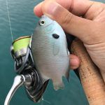【初沖縄釣行記】熱帯魚は釣れるのか？