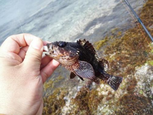 ゴールデンウィーク二日目　午後は本命ポイント館山で根魚釣り、さらに爆釣！