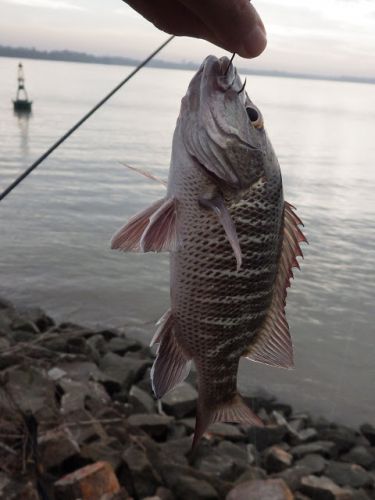 カンヨー河原で釣り　6月4日