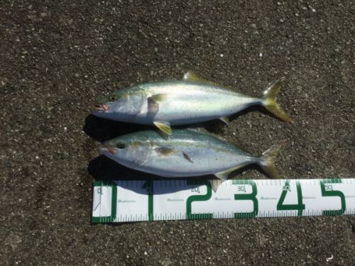 ライトショアジギングで釣れる魚種は？よく釣れる14種の解説と釣り方紹介