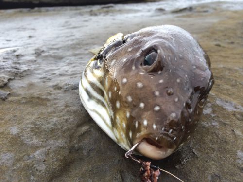 イシダイ釣り初心者　（サザナミフグ）