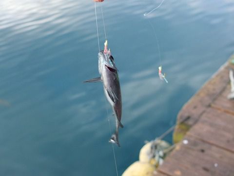 サビキで釣った魚お前らどうしてる？？