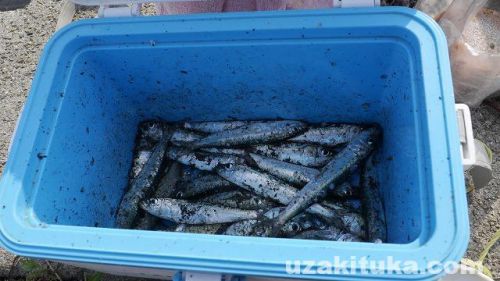 【釣り】兵庫県「福良漁港（淡路島）」でアジ・イワシ