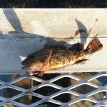 2017年ゴールデンウィークの釣りは？！大黒海づり施設へ朝釣りに行ってみました。