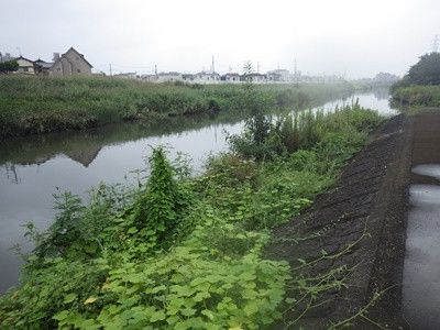埼玉のとある川でスッポン釣り　２０１７　其の二