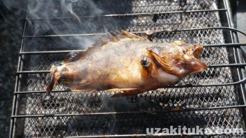 黒部（生地）漁港「カサゴ釣って食べる」富山県【釣り】９月