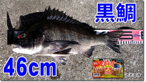 周防大島の黒鯛（チヌ）釣り #011