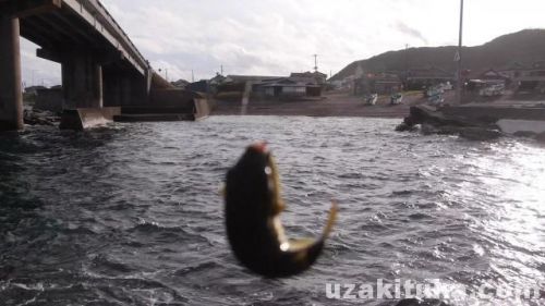 白間津港の釣り場「クサフグ釣れた」千葉県2月
