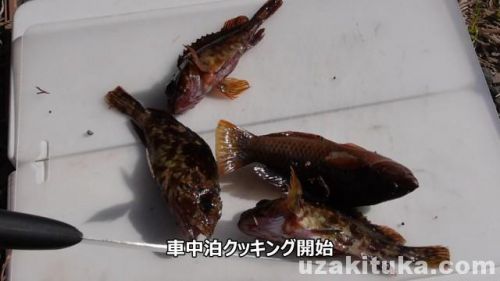 内浦漁港の釣り場「カサゴ釣って食べる！」静岡県3月