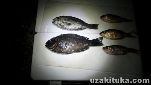 土肥港の釣り場「メジナ（グレ）釣って食べる！」静岡県3月