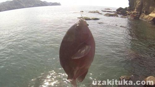 大浜港の釣り場「メジナ（グレ）釣って食べる！」静岡県3月