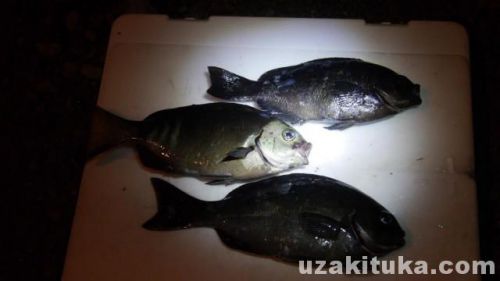 雲見港の釣り場「メジナ（グレ）釣って食べる！」静岡県3月