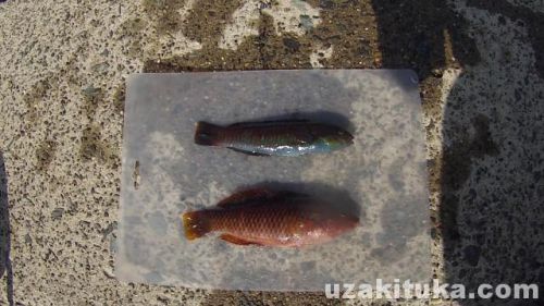 板戸港の釣り場「ベラ釣って食べる！」静岡県3月