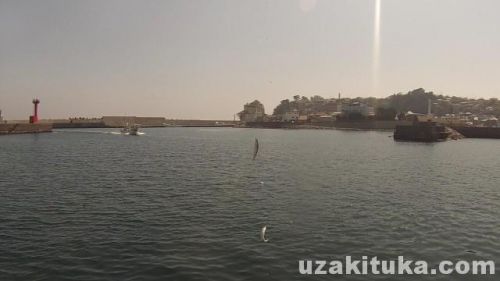 稲取港の釣り場「サバ子とカサゴ釣れた！」静岡県3月