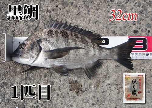 周防大島の黒鯛（チヌ）釣り #012