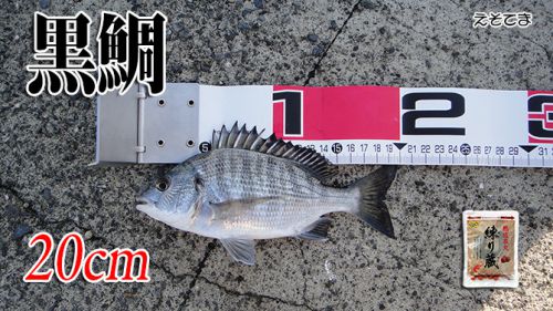 毒魚は引きが楽しい！山口県柳井市の黒鯛（チヌ）釣り #026