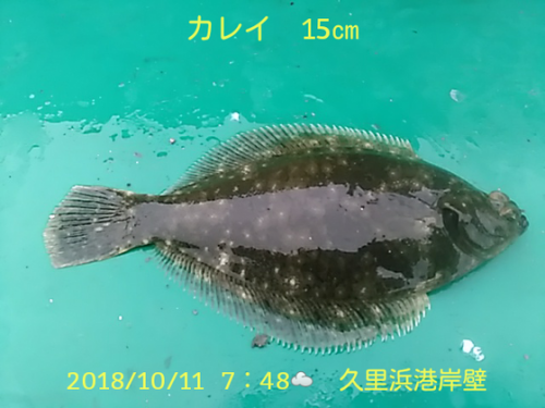 笑転爺の釣日記 10月11日☀ 久里浜港岸壁 カレイ