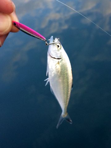 寂しい釣果でしたが次に繋がるヒントは掴めてきました