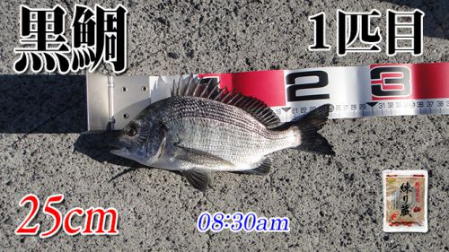 サイズが伸びねぇ！山口県柳井市の黒鯛（チヌ）釣り #028