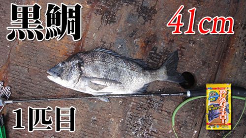 山口県柳井市の黒鯛（チヌ）釣り #025