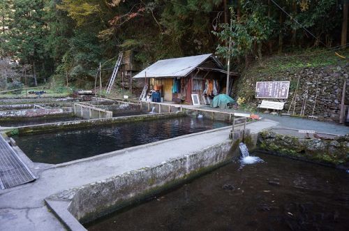 あまごの里が神！！愛媛県大洲市で川魚を釣って食べて自然を満喫！