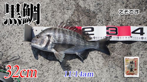 大惨敗！山口県柳井市の黒鯛（チヌ）釣り #029