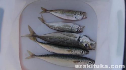 【釣り】加部島（佐賀県唐津市）でアジ、サバ釣って食べる！