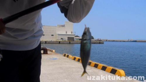 【釣り】舘浦漁港（長崎県平戸市）でアジ釣れた！