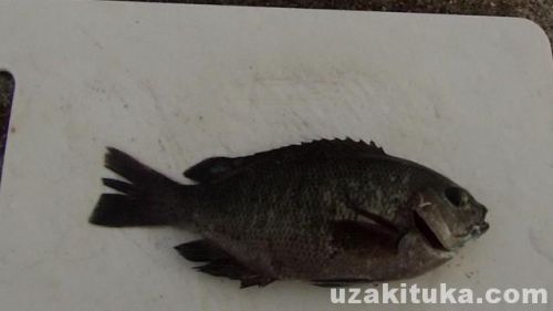 【釣り】神崎漁港（長崎県佐世保市）でメジナ釣って食べる！日本本土最西端の地