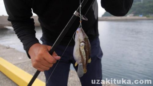 【釣り】樺島漁港（長崎県長崎市）でアジ釣り！