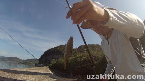 【釣り】そのぎシーサイド公園（長崎県東彼杵郡）で釣り