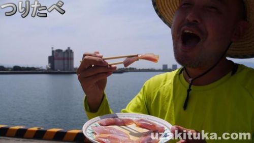 【釣り食べ】米ノ津漁港（鹿児島県出水市）釣ったコノシロを刺身で食べる！【車中泊】