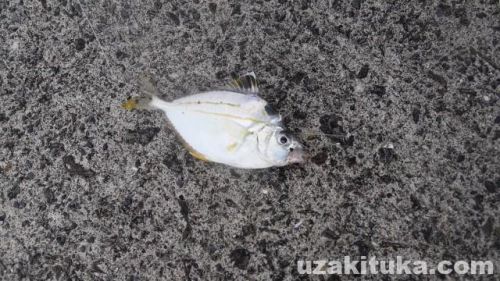 【釣り】門川漁港（宮崎県東臼杵郡）でヒイラギ釣れた