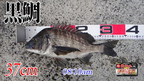 やっと釣れた！山口県柳井市の黒鯛（チヌ）釣り #035