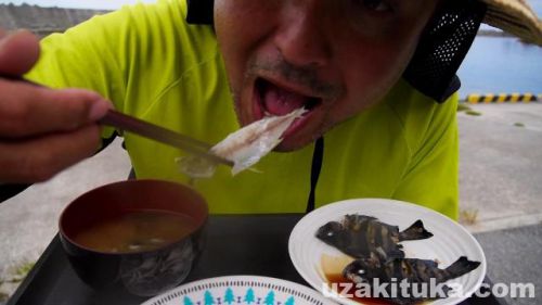 【釣り食べ】須津漁港（島根県浜田市）釣ったアジとシマダイを食べる！