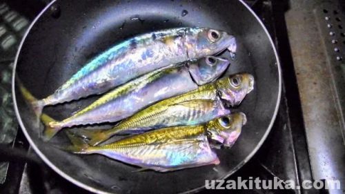 【釣り食べ】浜田漁港（島根県浜田市）釣ったアジとサバを食べる！
