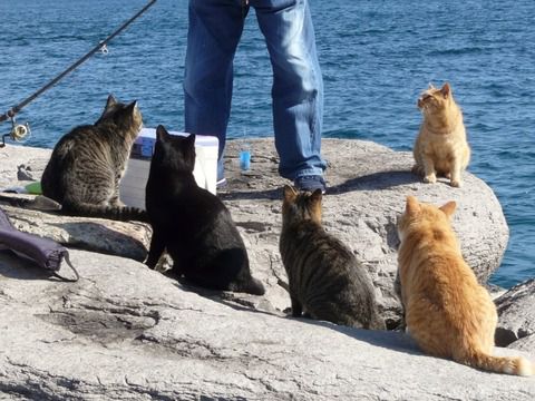 猫ってなんで釣りしてる後ろで待ってるの？ 	