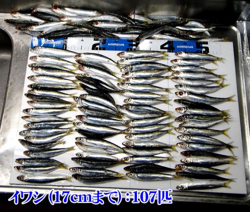 ホゲッてもうた！山口県柳井市の黒鯛（チヌ）釣り #030