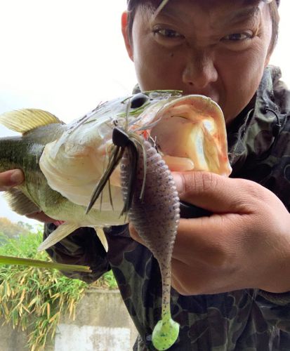 バス釣果