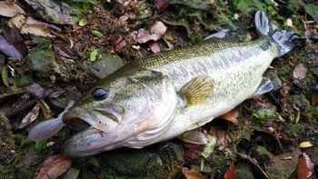 十数年ぶりのバス釣り。