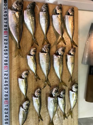 アジ釣りはショボかった。。じょんていらーの釣日記(Vol.289）神奈川県某所B地点2019.09.21