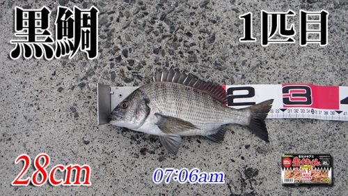 スランプを抜け出せない！山口県柳井市の黒鯛（チヌ）釣り #039