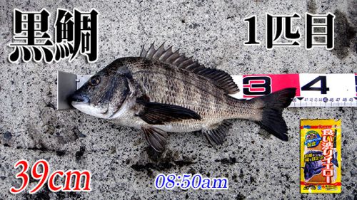 見えチヌ釣れた！山口県柳井市の黒鯛（チヌ）釣り #040