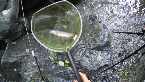 桂川上流で釣りしたら安定の釣果。初心者でも釣りしやすい渓流。そしてイワナの聖地になってる。