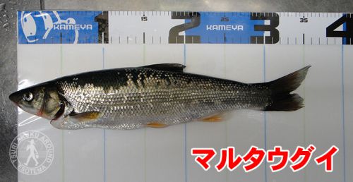 刺し餌忘れた！日本海の黒鯛（チヌ）釣り#003