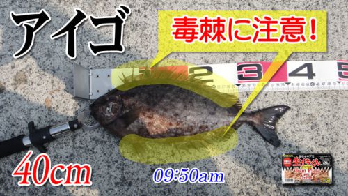 ４０ｃｍのアイゴ！柳井市の黒鯛（チヌ）釣り #044