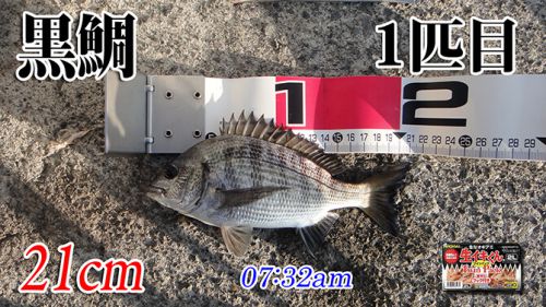 今週も強風の中の釣り！柳井市の黒鯛釣り #046