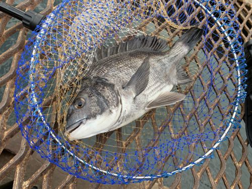 残ったコマセを再利用して釣果は？！12月上旬の磯子海づり施設へ釣りに行ってみました。